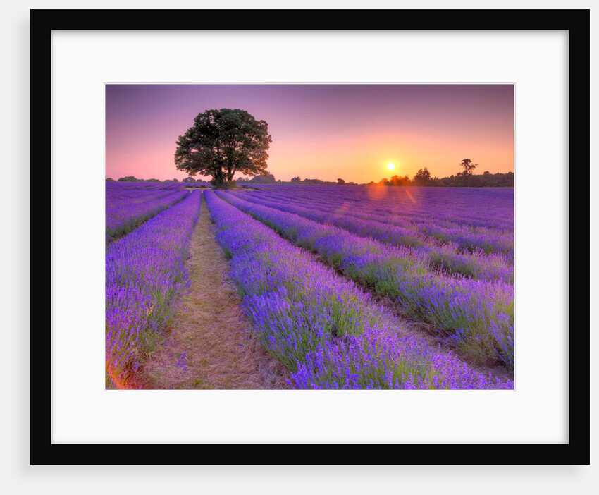 Lavender field at sunset by Assaf Frank